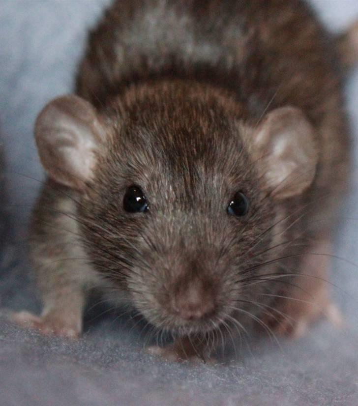 Tamrotte Cato's Omega billede 1