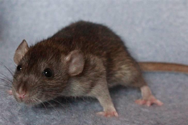 Tamrotte Cato's Omega billede 2