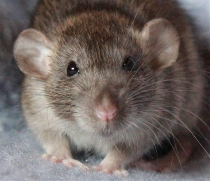 Tamrotte Cato's Omega billede 3