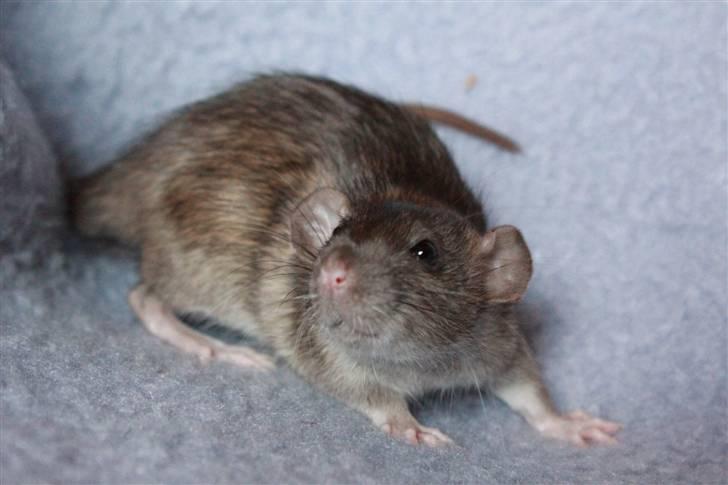 Tamrotte Cato's Omega billede 4