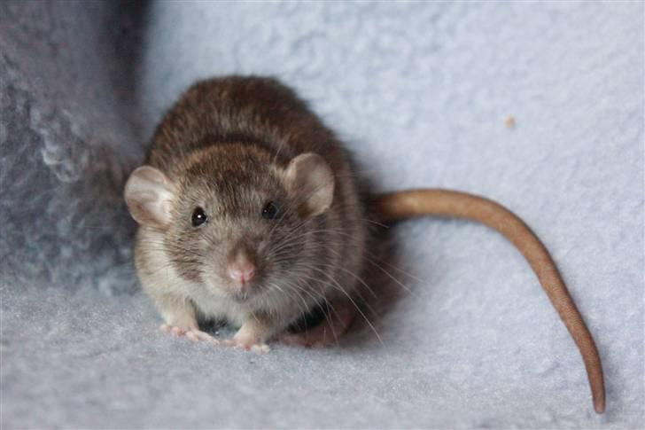 Tamrotte Cato's Omega billede 5