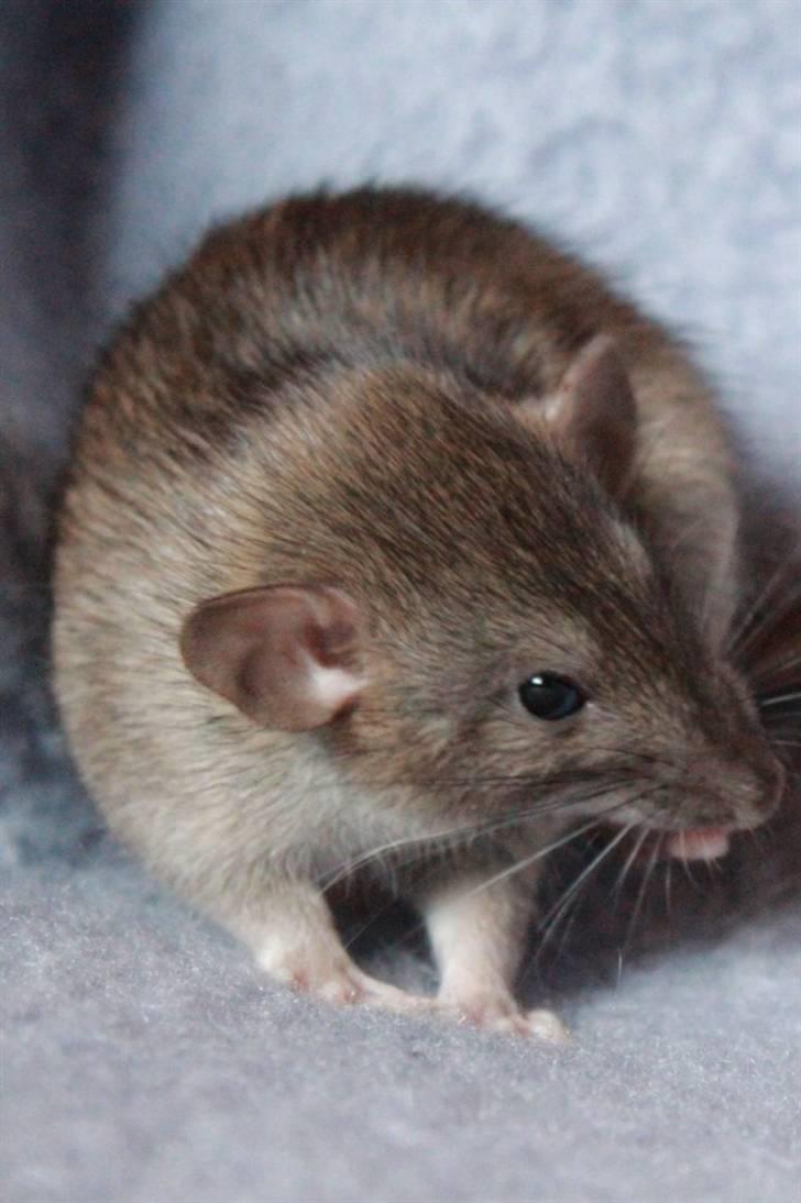 Tamrotte Cato's Omega billede 6