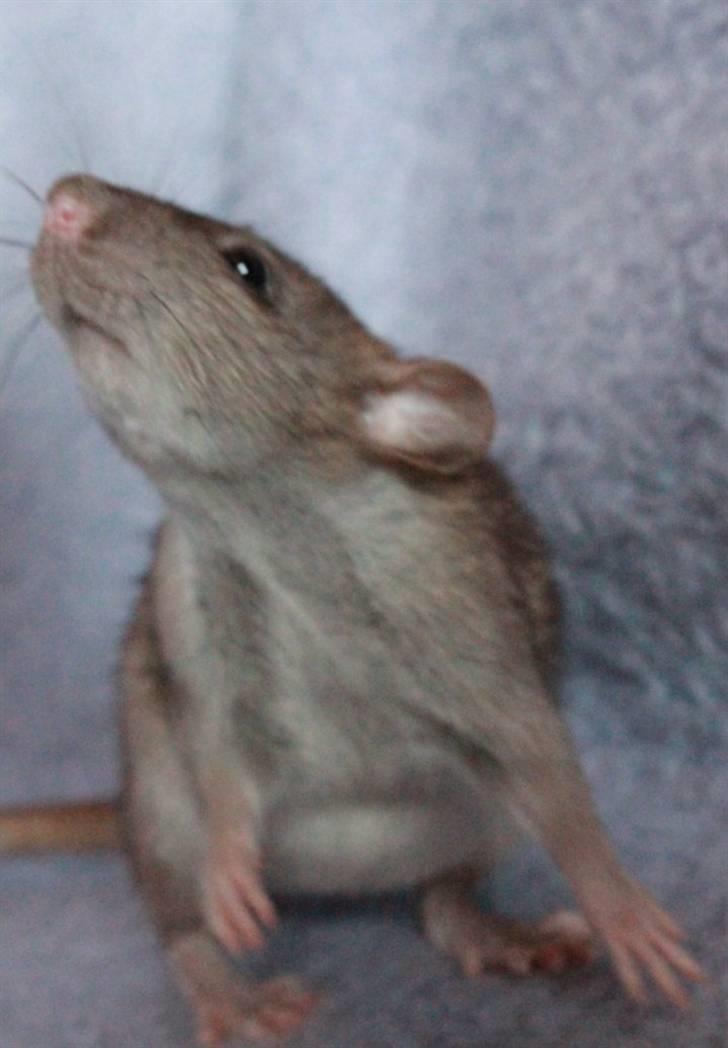 Tamrotte Cato's Omega billede 7