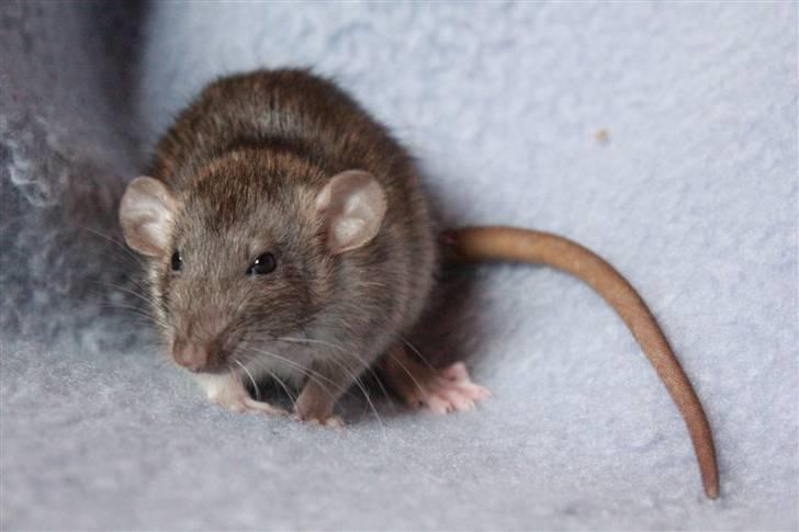 Tamrotte Cato's Omega billede 8