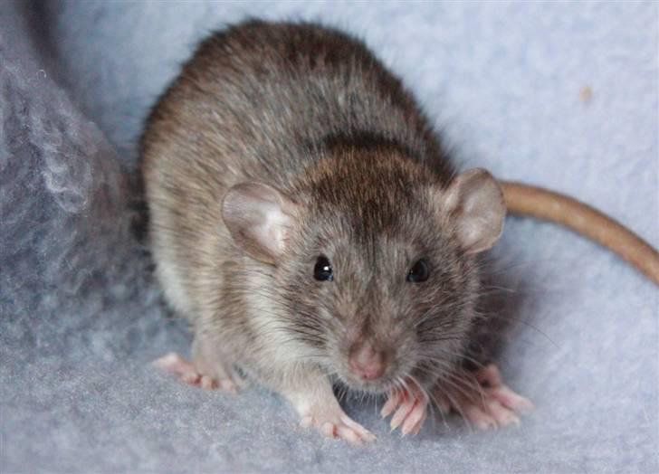 Tamrotte Cato's Omega billede 9