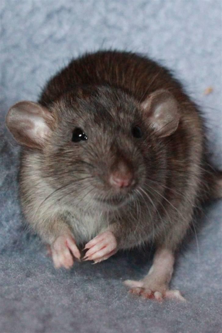 Tamrotte Cato's Omega billede 10