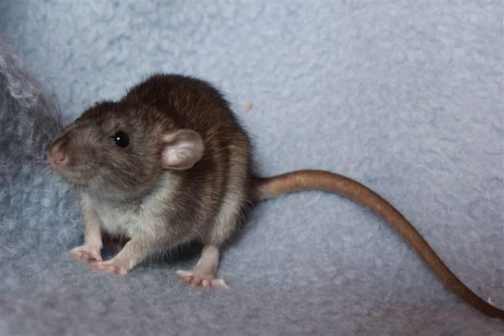 Tamrotte Cato's Omega billede 11