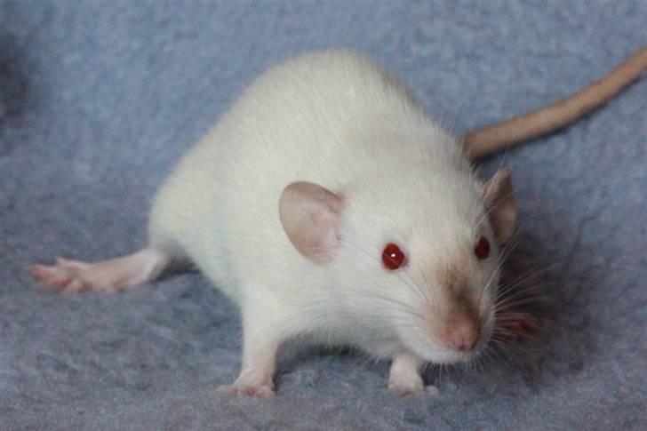 Tamrotte Wanted Roxy billede 1