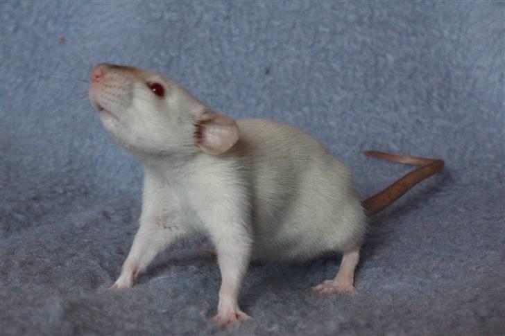 Tamrotte Wanted Roxy billede 2