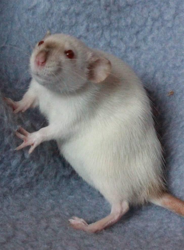 Tamrotte Wanted Roxy billede 3