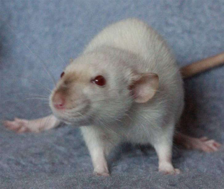 Tamrotte Wanted Roxy billede 4