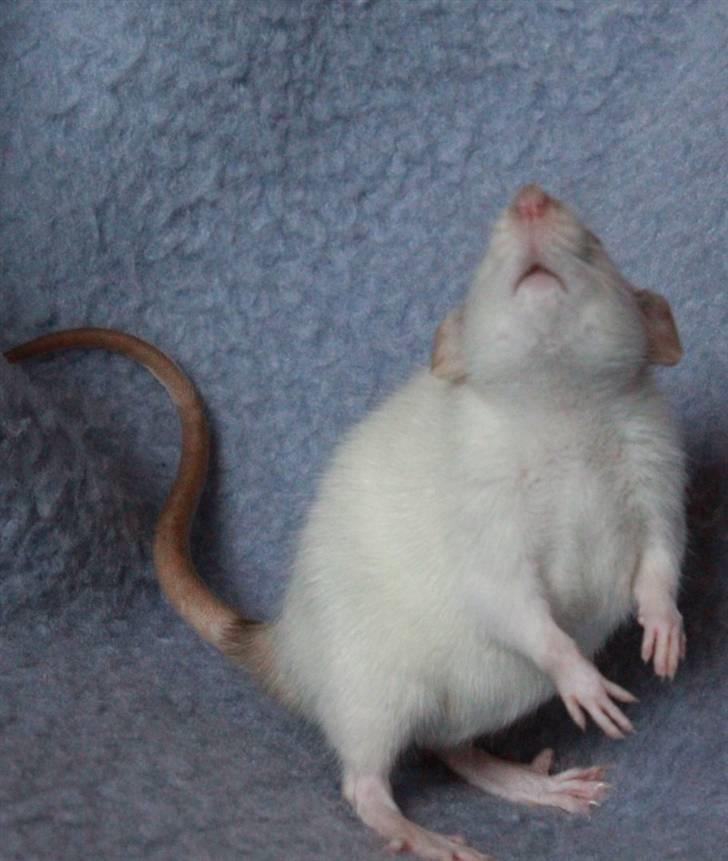 Tamrotte Wanted Roxy billede 5