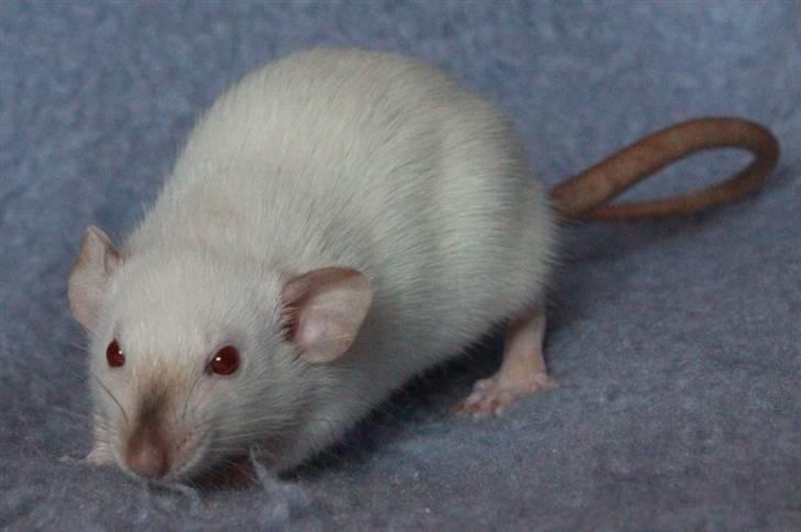 Tamrotte Wanted Roxy billede 6