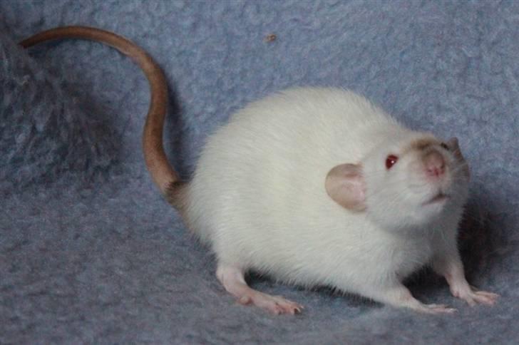 Tamrotte Wanted Roxy billede 7