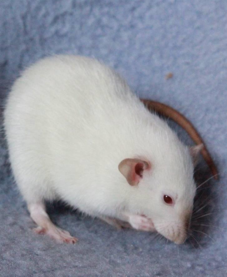 Tamrotte Wanted Roxy billede 8