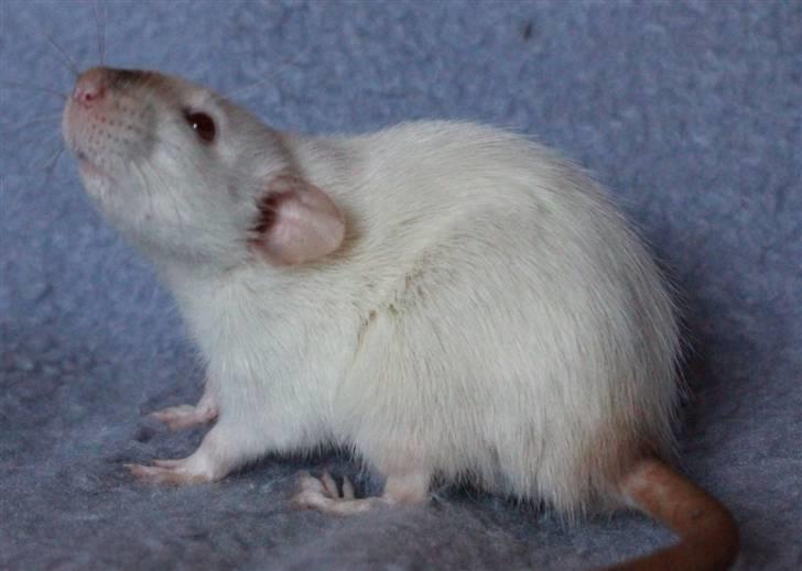 Tamrotte Wanted Roxy billede 9