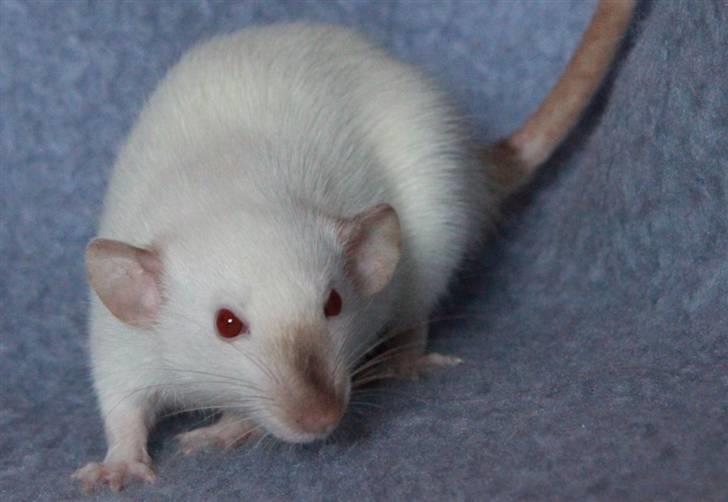 Tamrotte Wanted Roxy billede 10