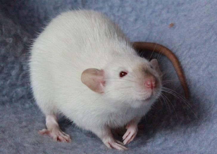 Tamrotte Wanted Roxy billede 11