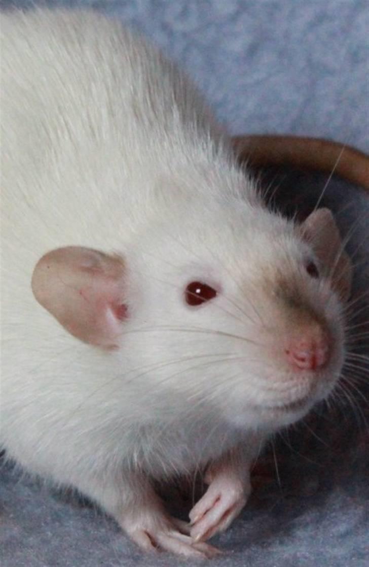 Tamrotte Wanted Roxy billede 12