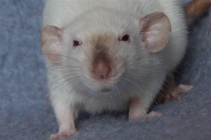 Tamrotte Wanted Roxy billede 13