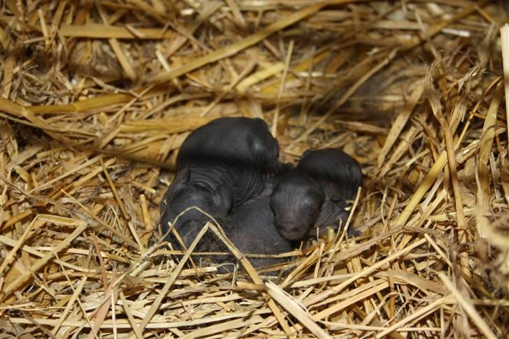 Kanin Dina (93p) - NU MED UNGER billede 6