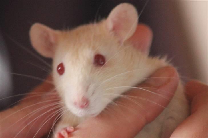 Tamrotte Artesia's Rikku billede 11