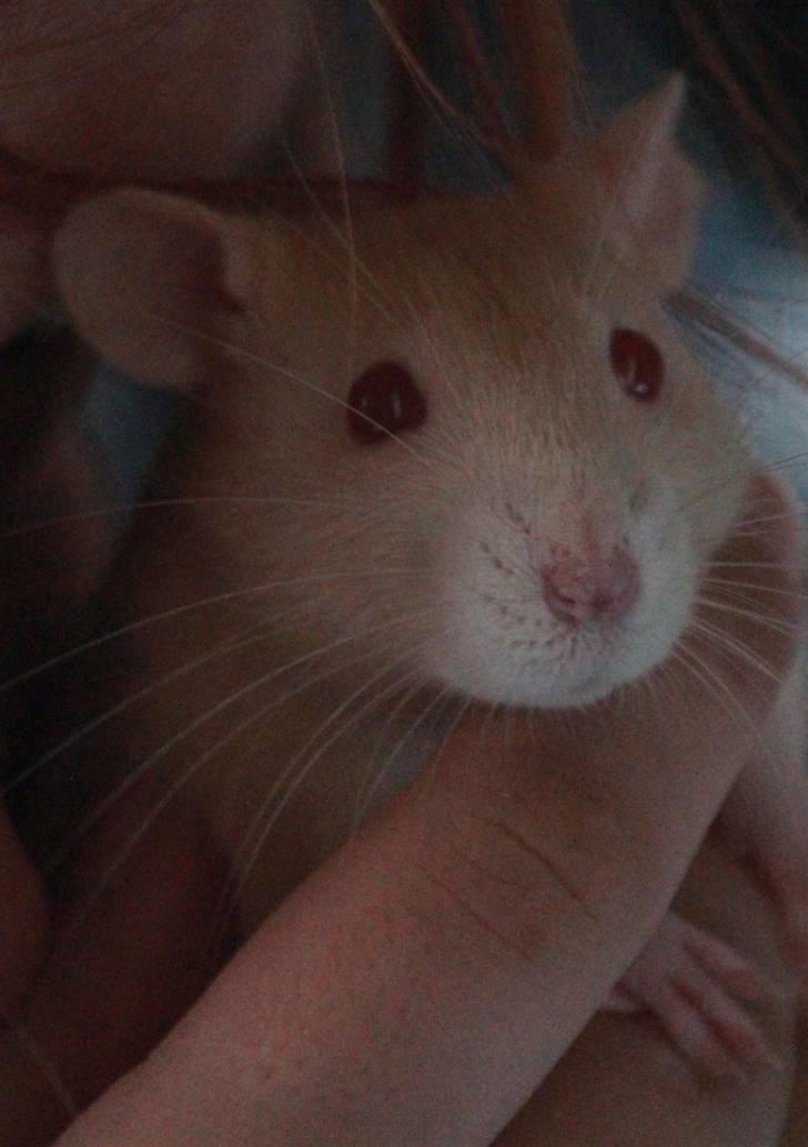 Tamrotte Artesia's Rikku billede 12