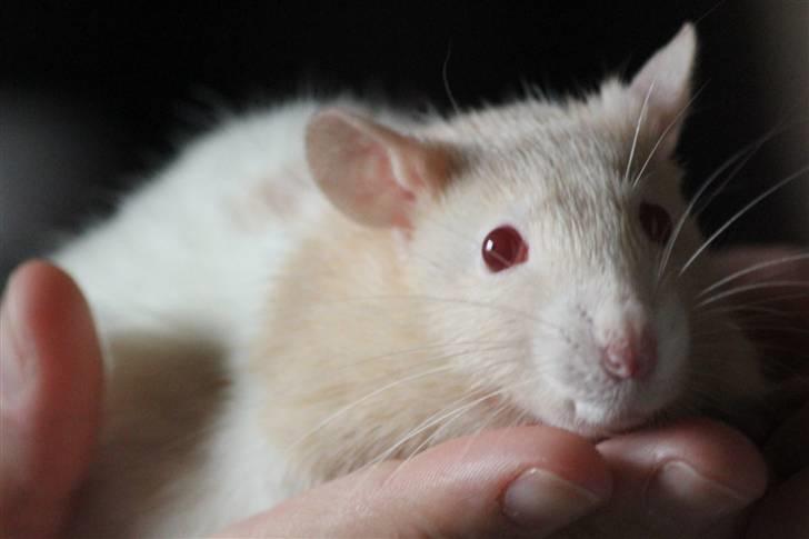 Tamrotte Artesia's Rikku billede 13