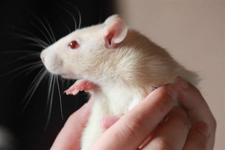 Tamrotte Artesia's Rikku billede 14