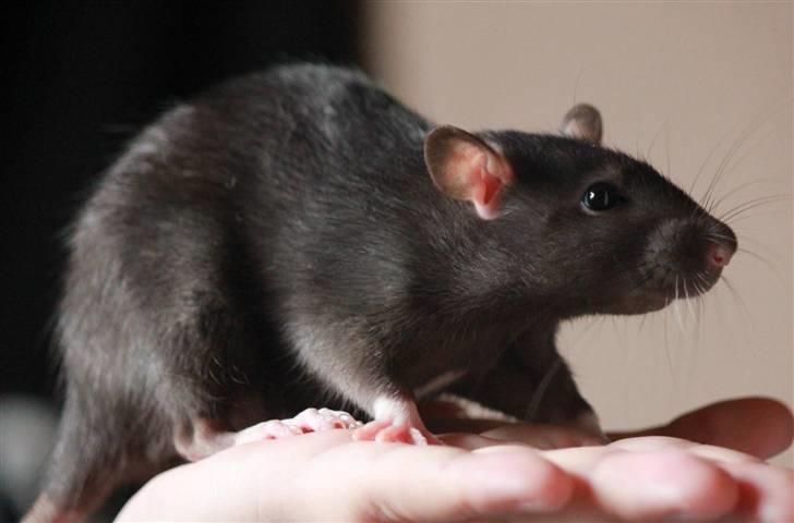 Tamrotte Artesia's Tifa billede 7