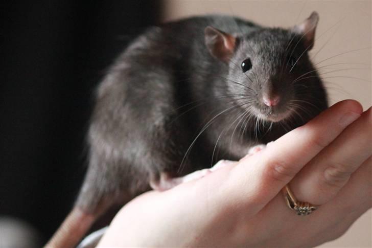 Tamrotte Artesia's Tifa billede 8