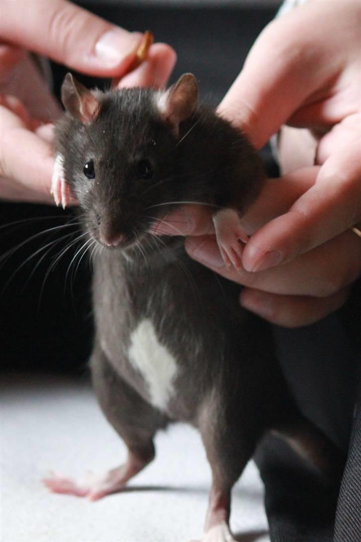 Tamrotte Artesia's Tifa billede 9