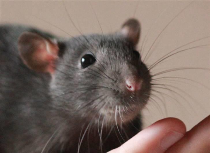 Tamrotte Artesia's Tifa billede 10