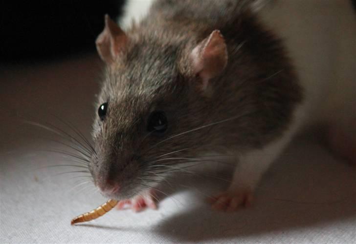 Tamrotte Petit billede 1