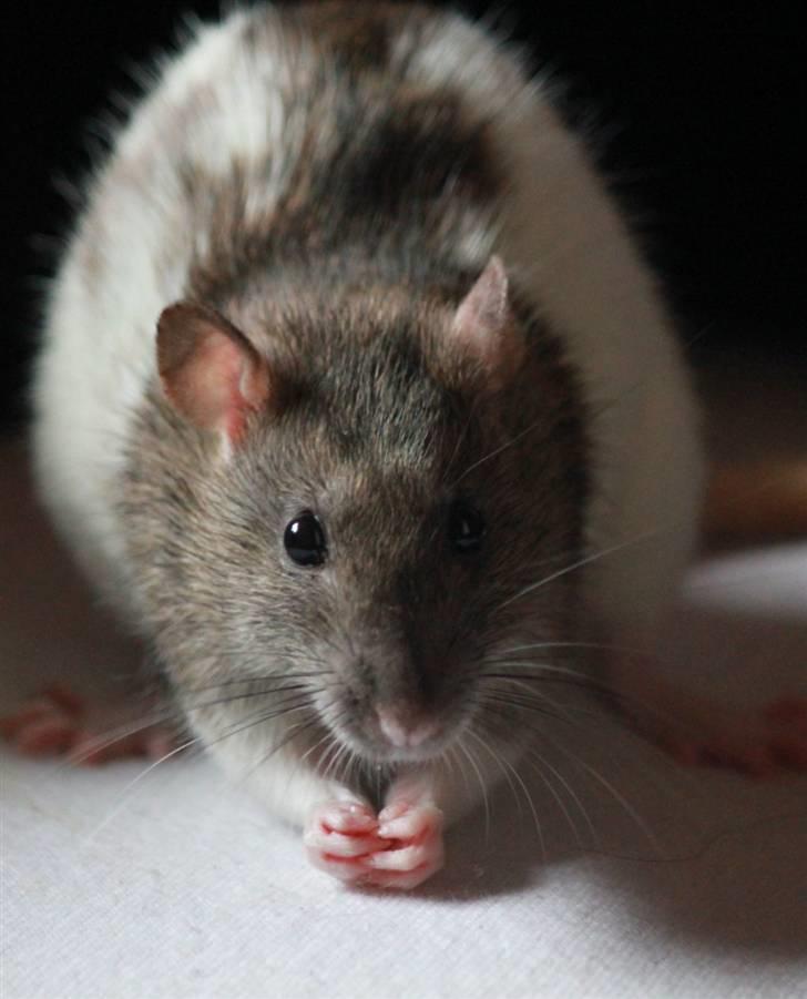 Tamrotte Petit billede 17