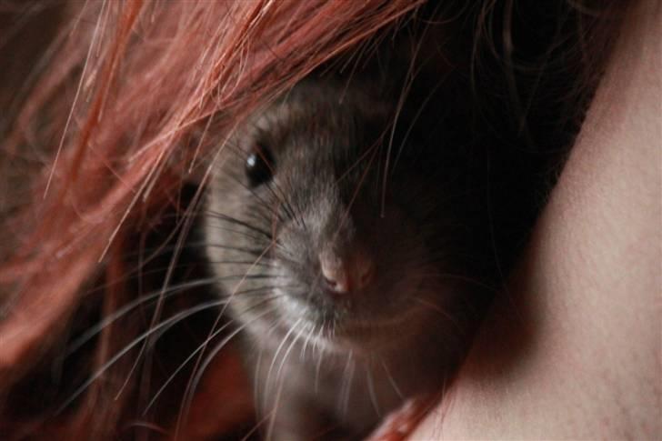 Tamrotte Petit billede 18