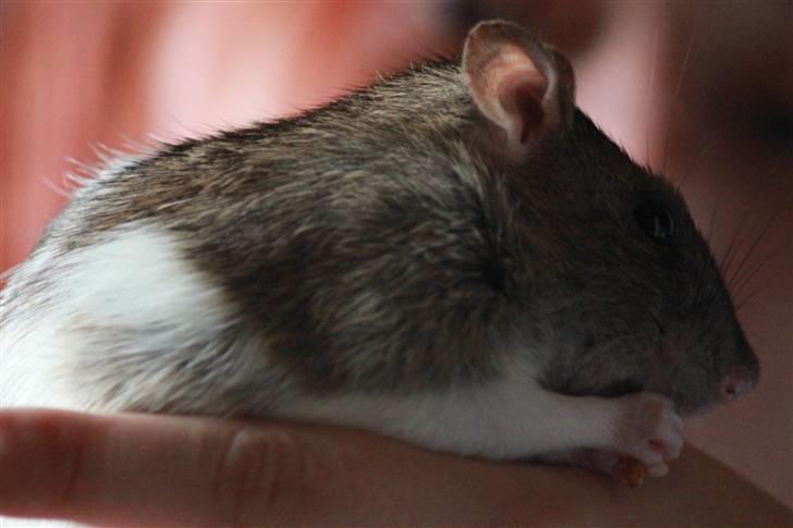 Tamrotte Petit billede 19