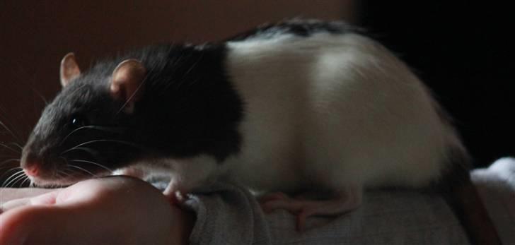 Tamrotte Paya billede 13