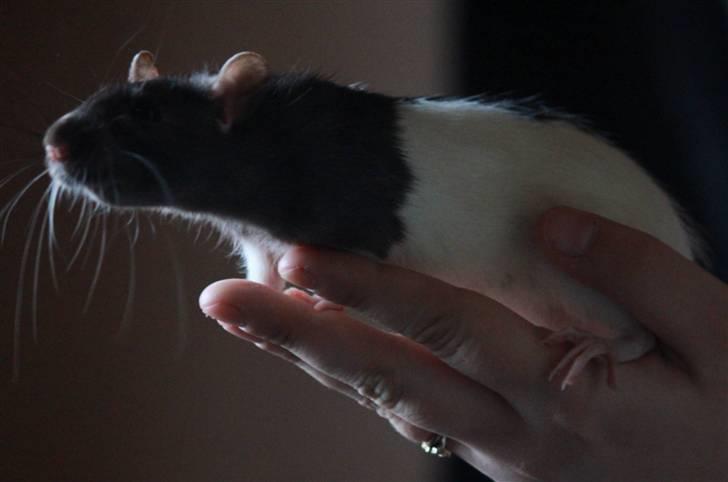 Tamrotte Paya billede 14