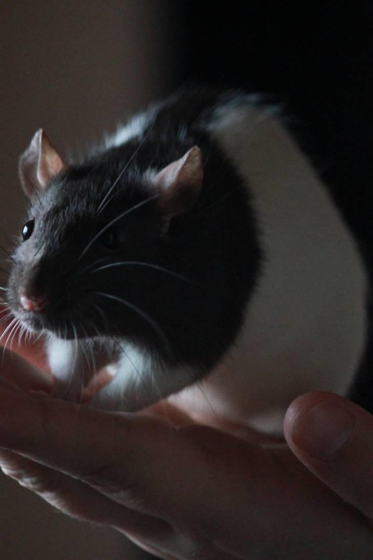 Tamrotte Paya billede 2