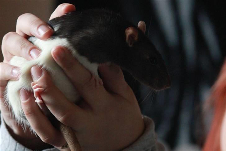 Tamrotte Paya billede 16