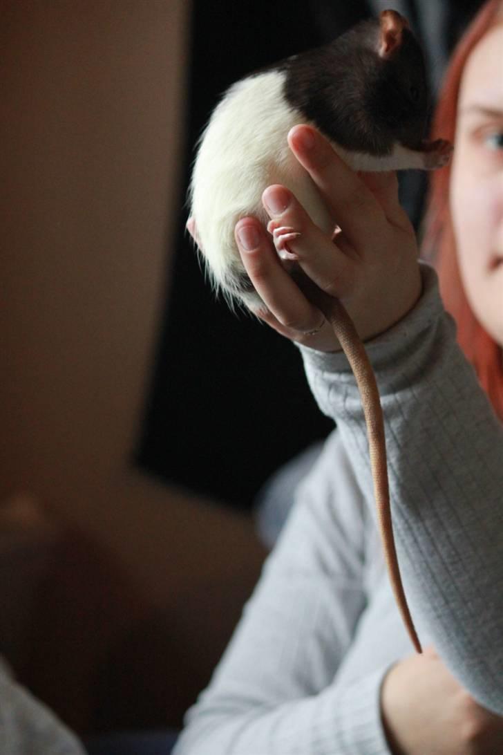 Tamrotte Paya billede 17