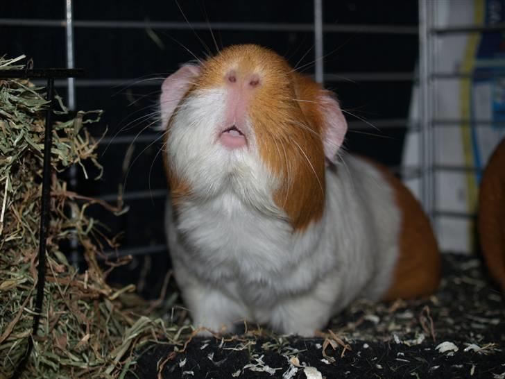 Marsvin Chili billede 9