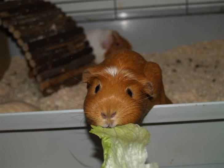 Marsvin Didi billede 6