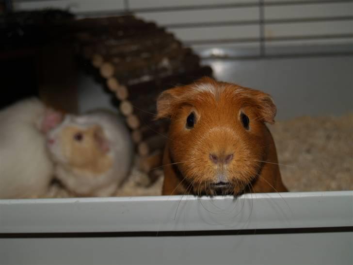 Marsvin Didi - Har du så mad med nu? billede 7