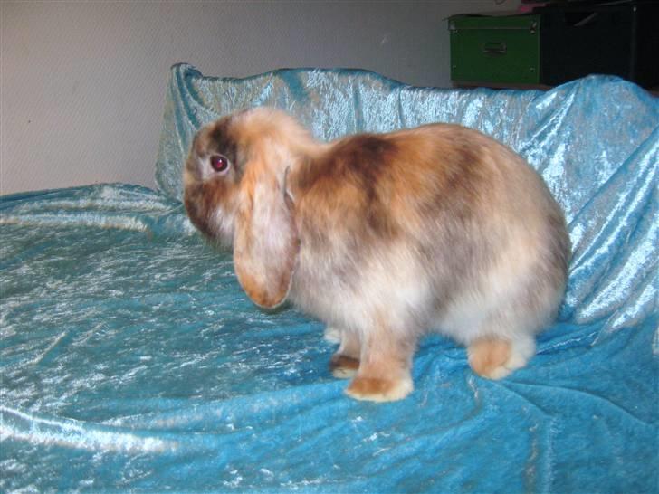 Kanin Abrigael billede 6