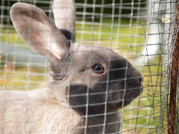 Kanin bruno billede 2