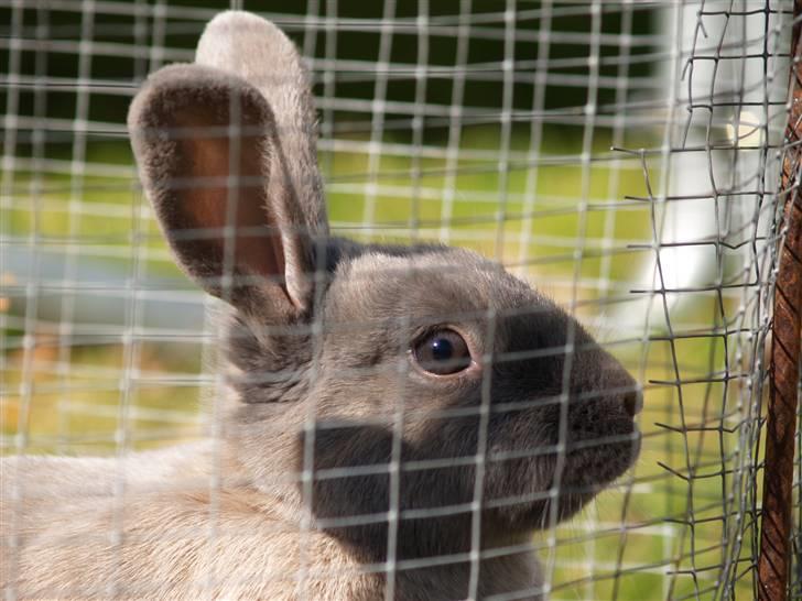 Kanin bruno billede 3
