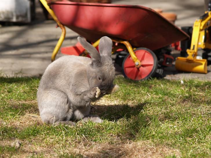 Kanin bruno billede 4