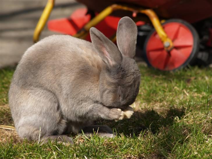 Kanin bruno billede 5